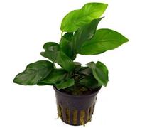 Tropica Anubias Barteri Var. Nana