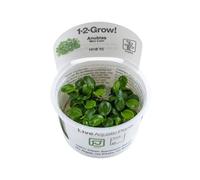 Tropica Anubias mini Coin 1-2-GROW! Tissue Cultured Plant