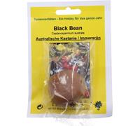 TROPICA Australian Chestnut "Black Bean" - 1 Seed