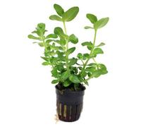 Tropica Bacopa Caroliniana Live Aquatic Plant Mini Pot