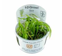 Tropica Blyxa japonica 1-2-GROW!