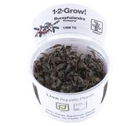 Tropica Bucephalandra Kedagang Easy Foreground Attach Aquarium Plant