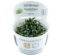 Tropica Bucephalandra Needle Leaf Medium Foreground Attach Aquarium Plant