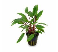 Tropica Cryptocoryne Beckettii 'petchii' - Live Aquatic Plant Pot
