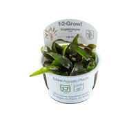 (Tropica Cryptocoryne nurii) Tropica Background Live Aquarium Plants Tall Beautiful Fish Shrimp Safe
