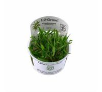 Tropica Cryptocoryne Wendtii 'green' 1 2 Grow