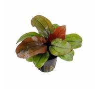 Tropica Echinodorus 'reni' Live Aquatic Plant Pot