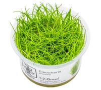 Tropica Eleocharis Acicularis Live Aquarium Plant