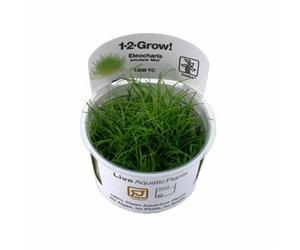 Tropica Eleocharis Acicularis Mini 1-2-Grow