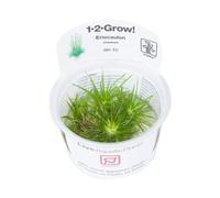 Tropica Eriocaulon cinereum 1-2-Grow!