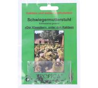 TROPICA Golden Barrel Cactus - 1 Pkg