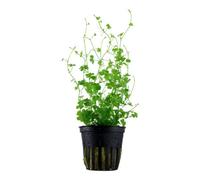 Tropica Grow Hydrocotyle Tripartita Aquarium Plant