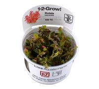 Tropica Grow Rotala Advanced Macrandra Red Aquarium Plant