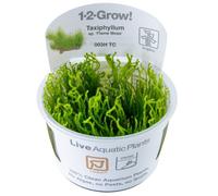 Tropica Grow Taxiphyllum Sp Flame Moss Medium Middleground Aquarium Plant