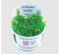 Tropica Hemianthus Micranthemoides Live Aquarium Plant