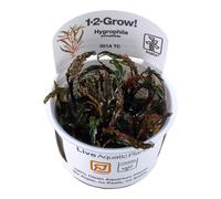 (Tropica Hygrophila pinnatifida) Tropica Live Aquarium Plants Middleground Tropical Fish Tank Planting