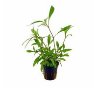 Tropica Hygrophila Siamensis Mini Pot