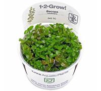 Tropica In Vitro 1-2-grow! Bacopa caroliniana