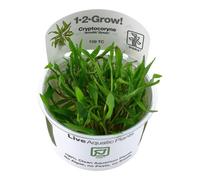 Tropica Cryptocoryne Wendtii 'green' 1 2 Grow