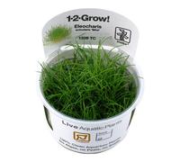 Tropica 1-2-GROW! Eleocharis sp. Mini In-Vitro Aquariumpflanze