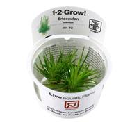 Tropica In-Vitro 1-2-Grow! Eriocaulon Cinereum