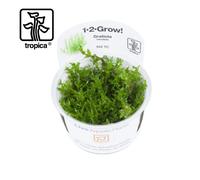 Tropica In-Vitro 1-2-Grow! Gratiola Viscidula