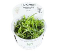 Tropica In Vitro 1-2-grow! Heteranthera zosterifolia