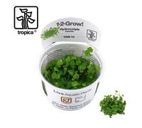 Tropica In-Vitro 1-2-Grow! Hydrocotyle Tripartita