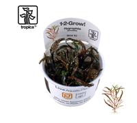 Tropica In-Vitro 1-2-Grow! Hygrophila Pinnatifida