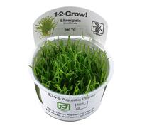 Tropica Lilaeopsis brasiliensis Brazilian Micro Sword 1-2-Grow Tissue Culture In Vitro Live Aquarium Plant Shrimp Safe & Snail Free