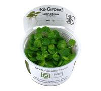 Tropica In Vitro 1-2-grow! Limnobium Laevigatum
