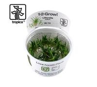 Tropica In-Vitro 1-2-Grow! Littorella Uniflora