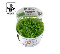 Tropica Micranthemum Monte Carlo 1-2-Grow Carpet Tissue Culture In Vitro Live Aquarium Plant Shrimp Safe & Snail Free