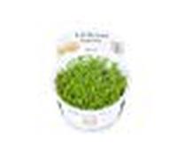 Tropica In Vitro 1-2-grow! Rotala 'Vietnam H'ra'