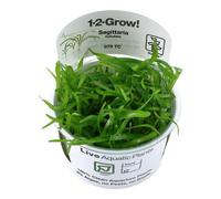 Tropica In Vitro 1-2-grow! Sagittaria Subulata