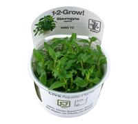 (Staurogyne repens Easy Foreground) Tropica Foreground Live Aquarium Plants Aquascape Tissue Culture Tank