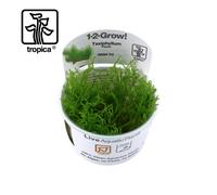 Tropica In-Vitro 1-2-Grow! Taxiphyllum Flame Moss