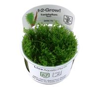 Tropica In Vitro 1-2-grow! Taxiphyllum 'Spiky'