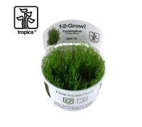 Tropica In-Vitro 1-2-Grow! Taxiphyllum 'Taiwan Moss'