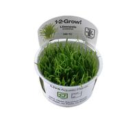 Tropica Lilaeopsis brasiliensis Brazilian Micro Sword 1-2-Grow Tissue Culture In Vitro Live Aquarium Plant Shrimp Safe & Snail Free