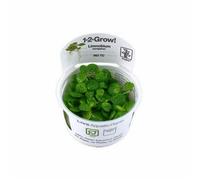 Tropica Limnobium Laevigatum 1 2 Grow