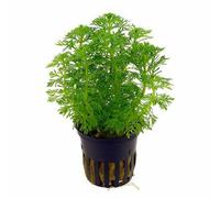 Tropica Limnophila Sessiliflora Mini Pot