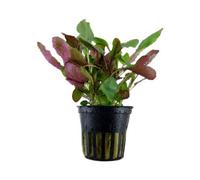 Tropica Lobelia Cardinalis Live Aquatic Plant