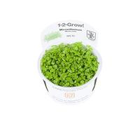 Tropica Micranthemum Monte Carlo 1-2-Grow Carpet Tissue Culture In Vitro Live Aquarium Plant Shrimp Safe & Snail Free