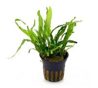 Tropica Microsorum Pteropus 'narrow' Live Aquatic Plant Pot