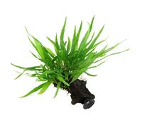 Tropica Microsorum Pteropus Narrow On Wood With Sucker - Live Aquarium Plant