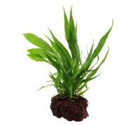Tropica Microsorum Pteropus On Lava Stone - Live Aquarium Plant
