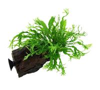 Tropica Microsorum Pteropus Windelov On Wood With Sucker - Live Aquarium Plant