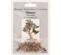 TROPICA Olive Tree Bonsai - 1 Pkg