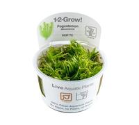 Tropica Pogostemon erectus 1-2-GROW!